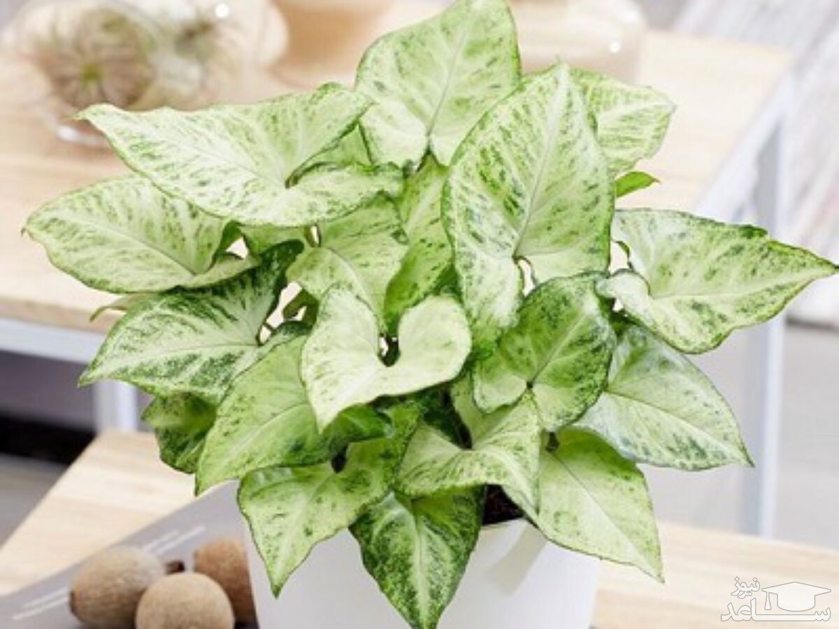 مشکلات و بیماری های گل سینگونیوم و روش های درمان