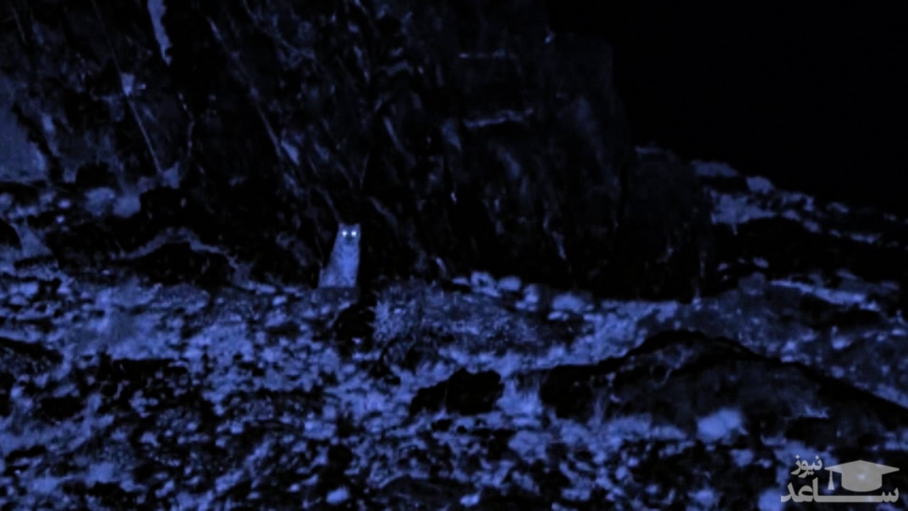 (فیلم) ظاهر شدن شبح کوهستان در شب
