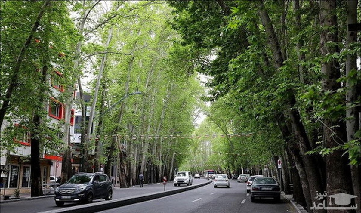 صدور رای برای ملک نوسازی که ۱۰ چنار ولیعصر را خشکاند