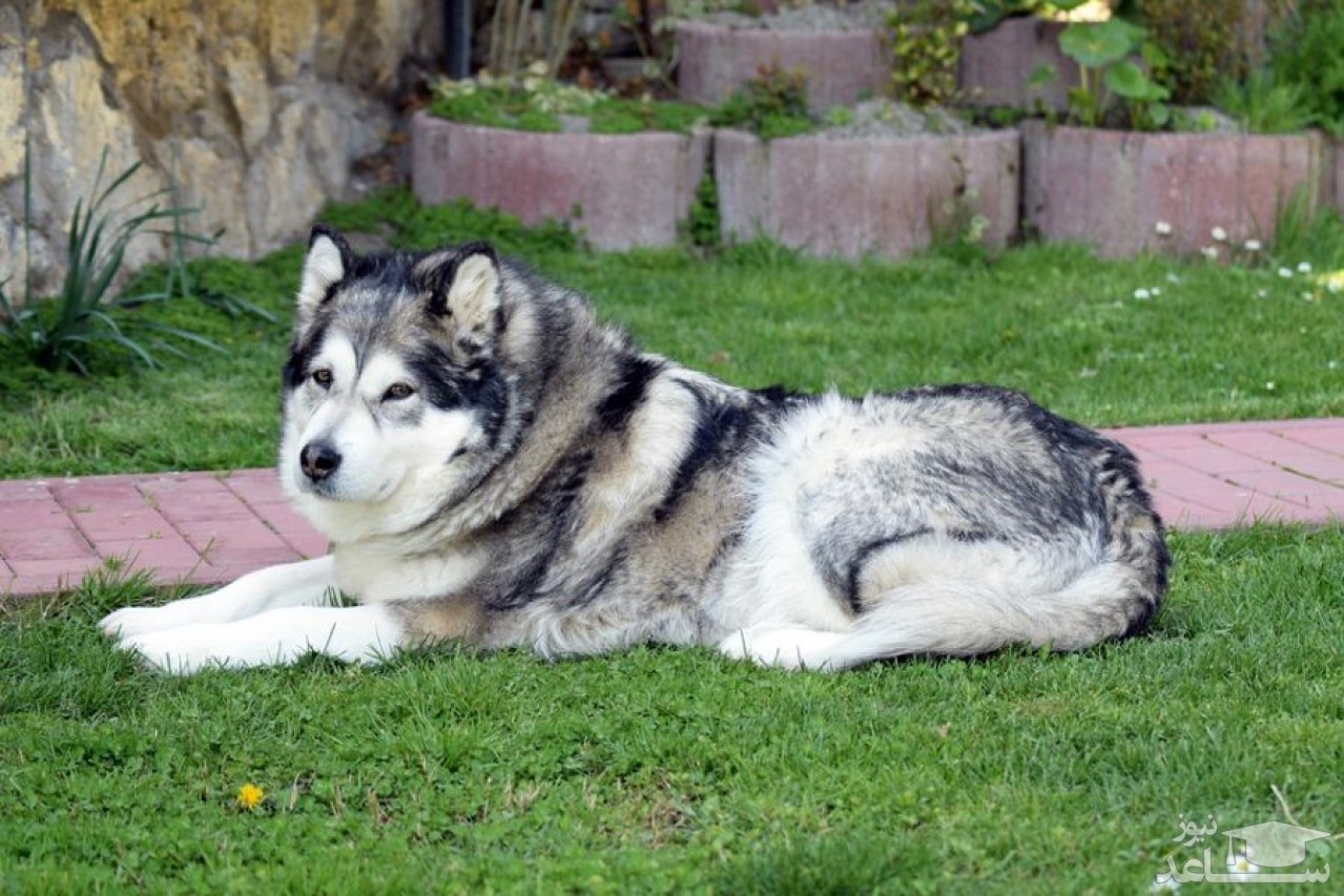 معرفی و بررسی ویژگی های سگ نژاد مالاموت آلاسکایی (Alaskan Malamute)