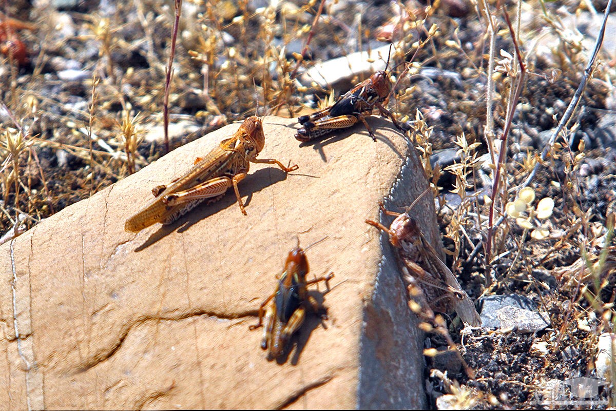احتمال هجوم دوباره ملخ‌ها به ایران از سمت ریاض