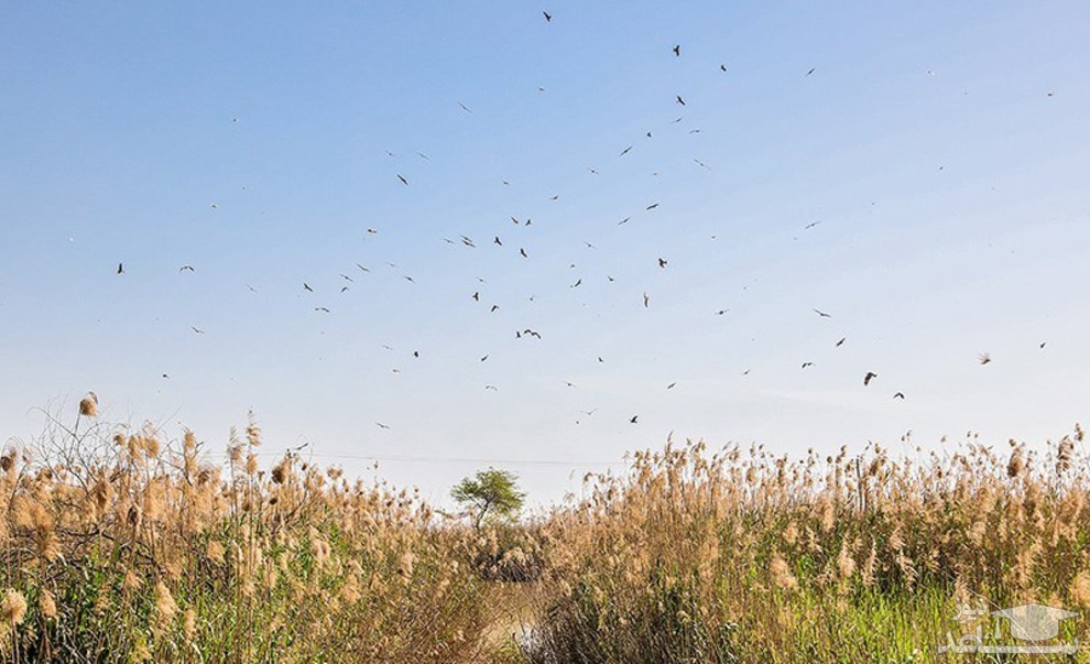 تصویر