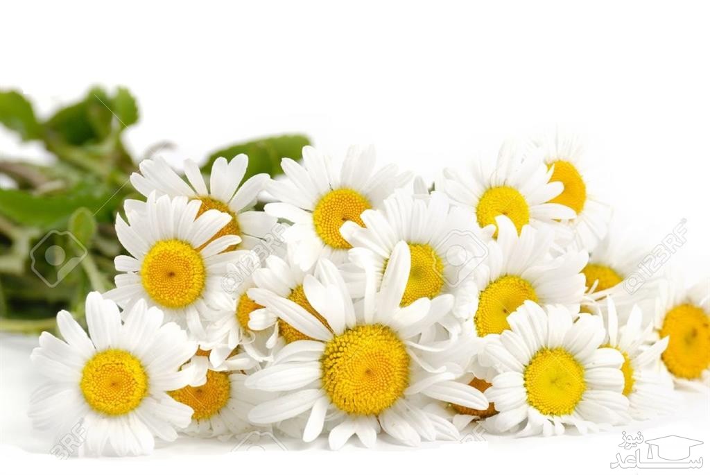 خواص بابونه و نحوه مصرف آن