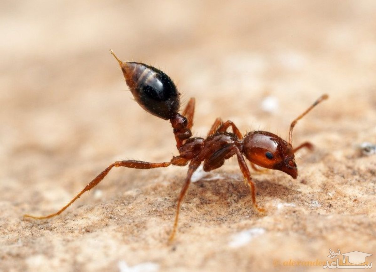 فروش مورچه‌ها در سنگاپور به قیمت باورنکردنی