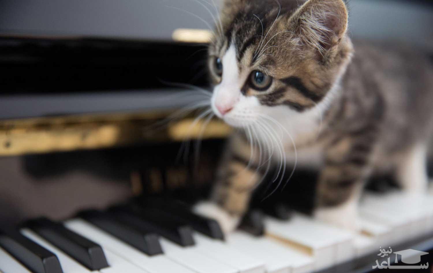 تاثیرات موسیقی بر حیوانات