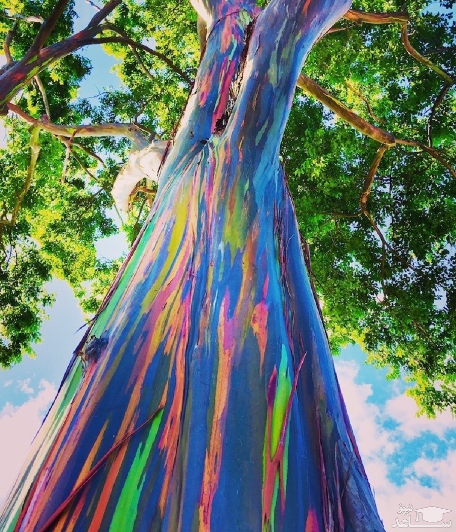 (عکس) درخت عجیبی که نقل مکان مى کند