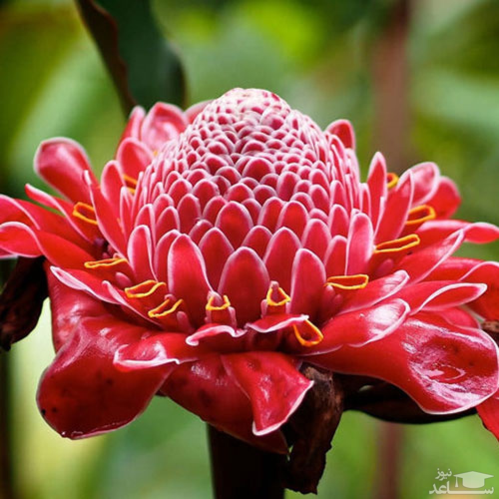 چگونگی پرورش و نگهداری گل زنجبیل در خانه