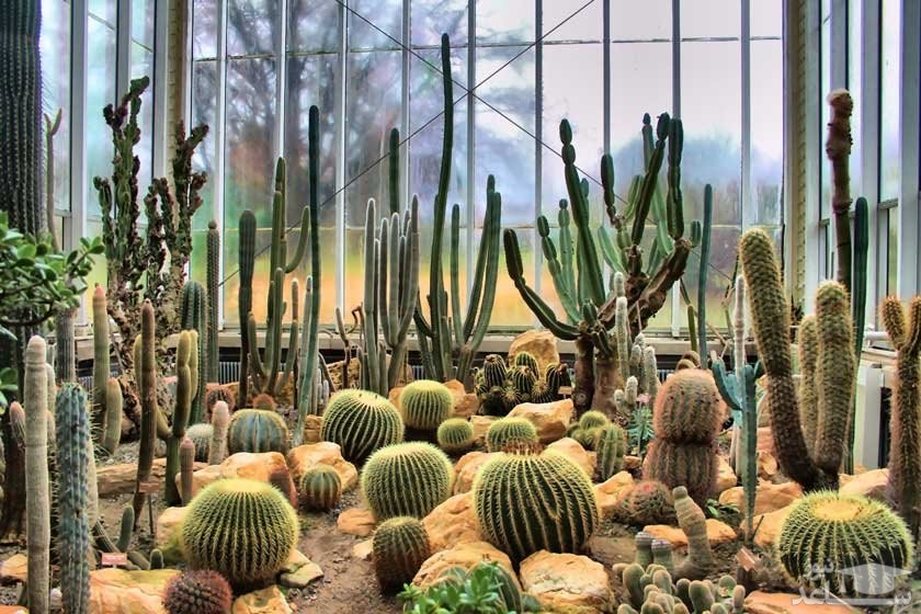 باغ گیاه شناسی و گلخانه ژنو