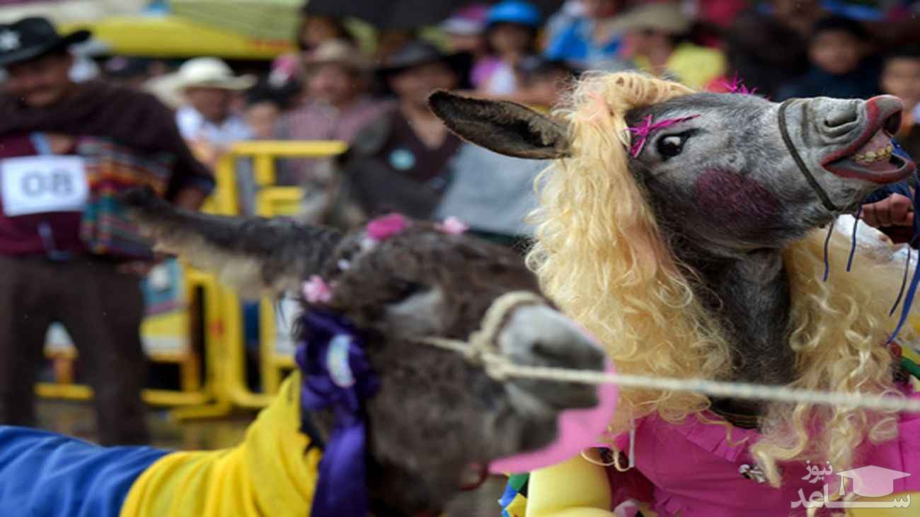 فستیوال زیباترین خر در کلمبیا