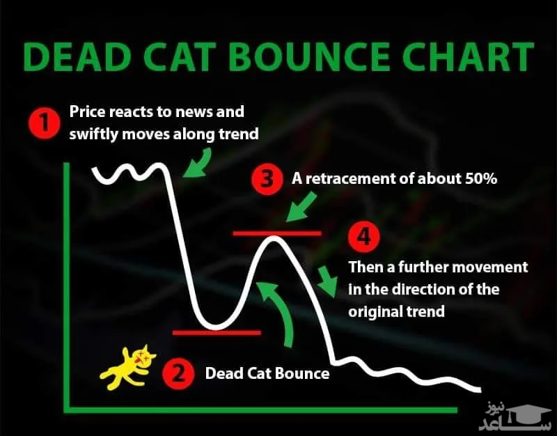 الگوی جهش گربه مرده