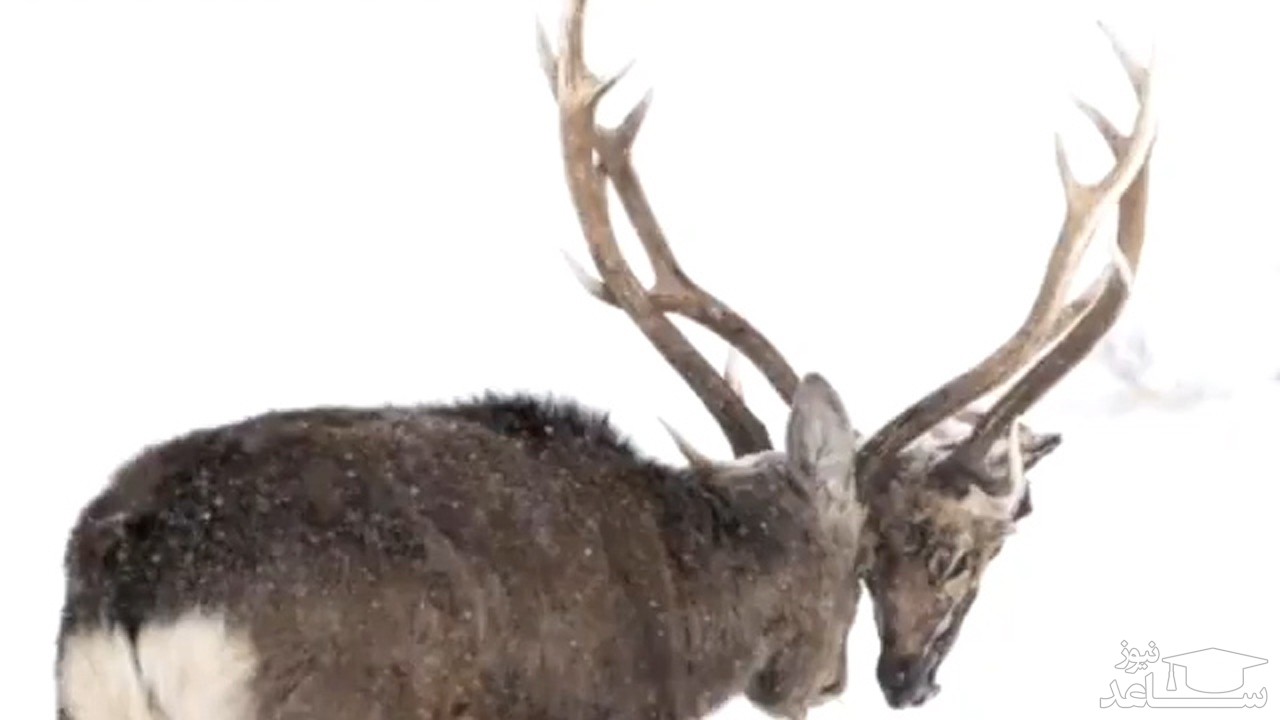 راه رفتن یک گوزن با سر قطع شده همنوعش در نبرد