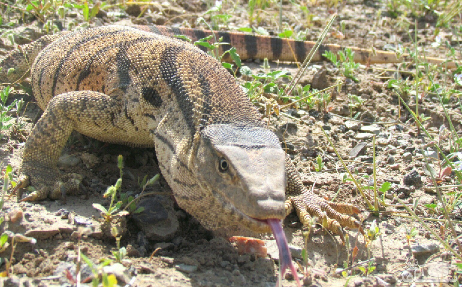 (فیلم) حمله ناگهانی بزمجه به یک زن و دو لاک پشت‌