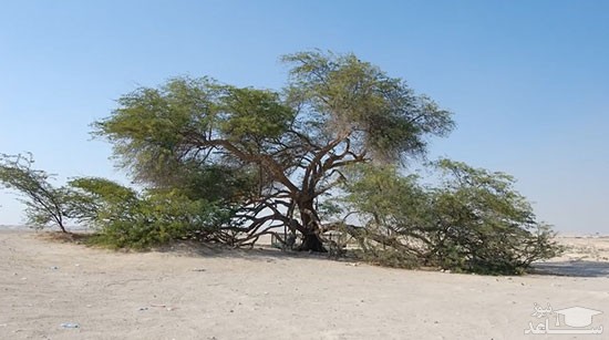 تصویر
