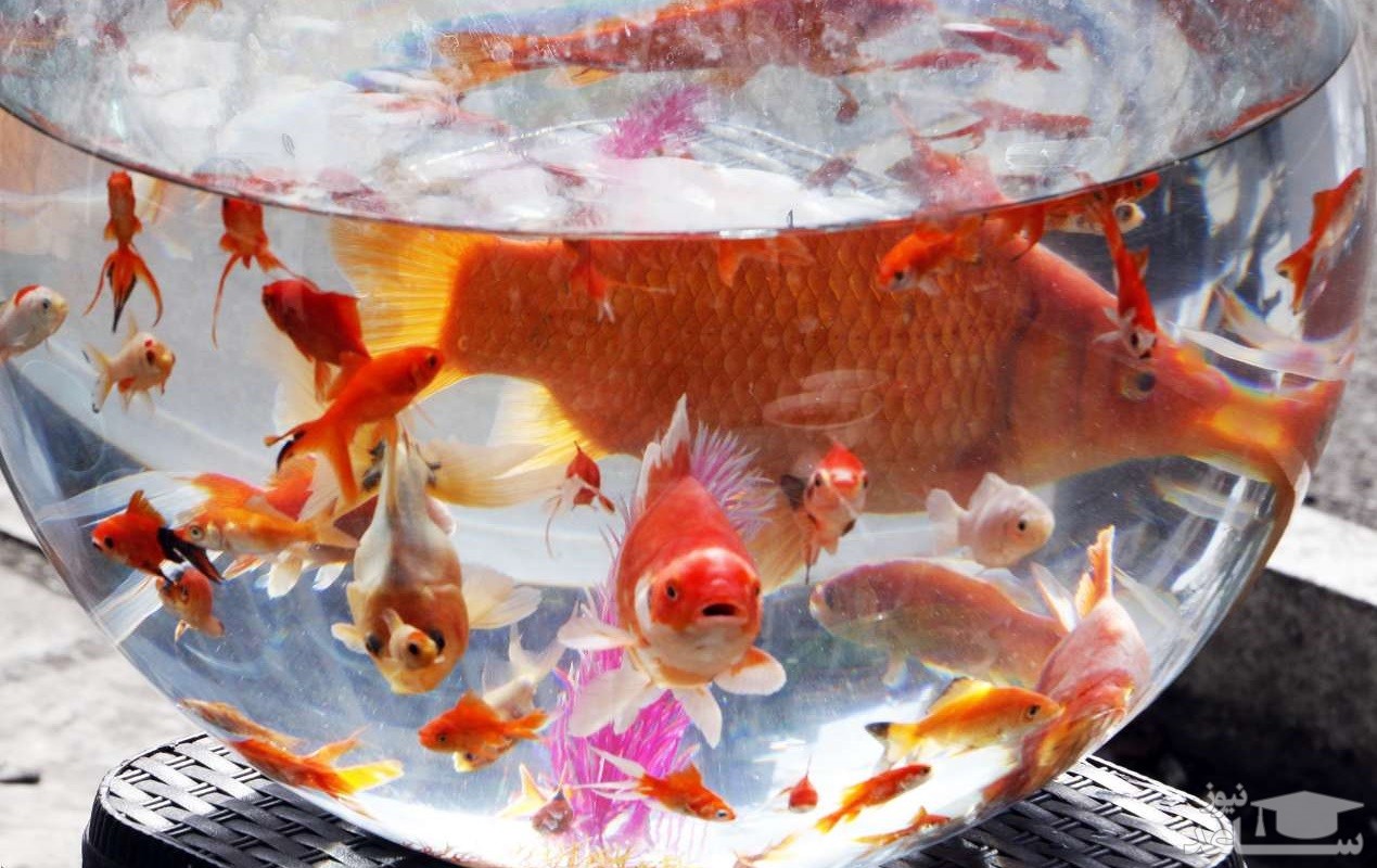ماجرای ابتلا به کرونا با ماهی قرمز شب عید