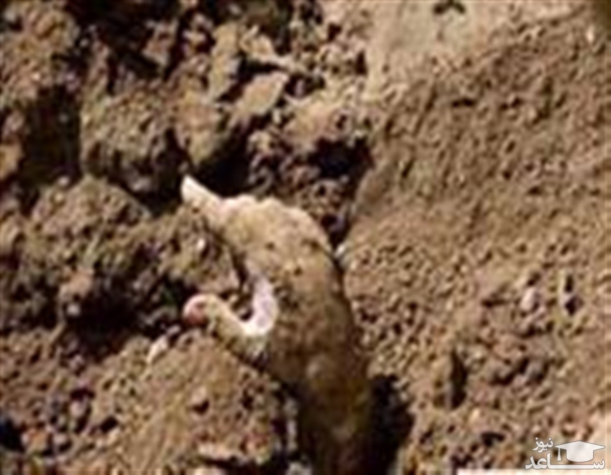 عکس های هولناک از زنده به گور شدن مرد مشهدی + جزییات