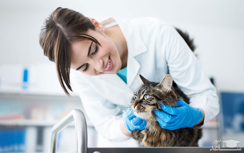 گربه خود را چگونه به مطب دامپزشک ببریم؟