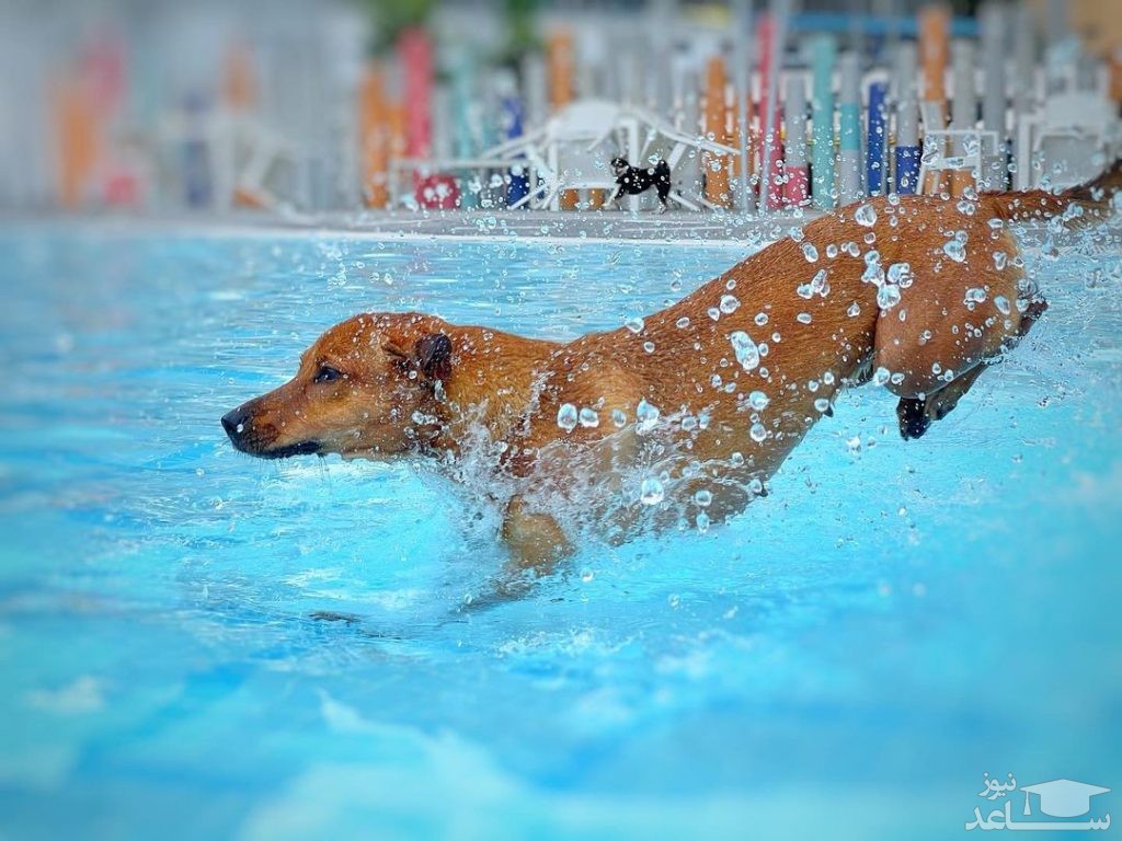 ویدیویی باورنکردنی از دویدن یک سگ روی آب استخر