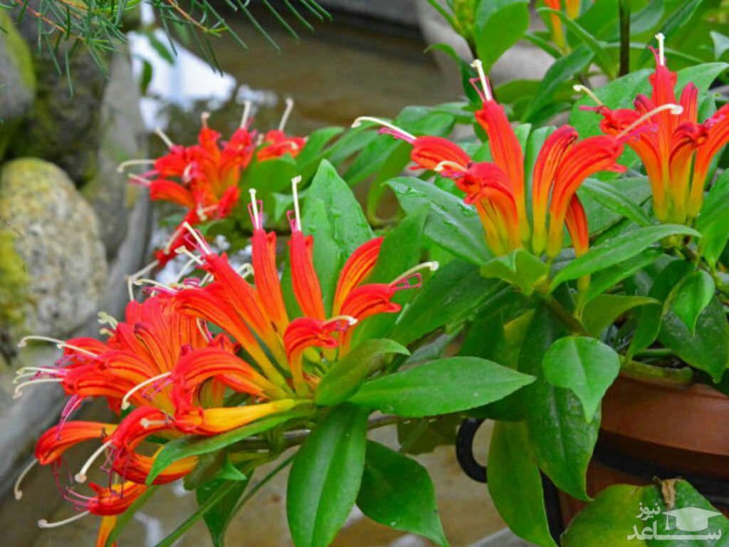 گل  آشینانتوس