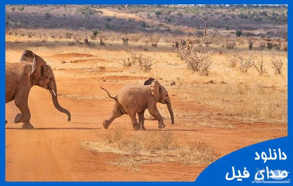 دانلود آهنگ فیل 1 از افکت صوتی انسان و موجودات زنده