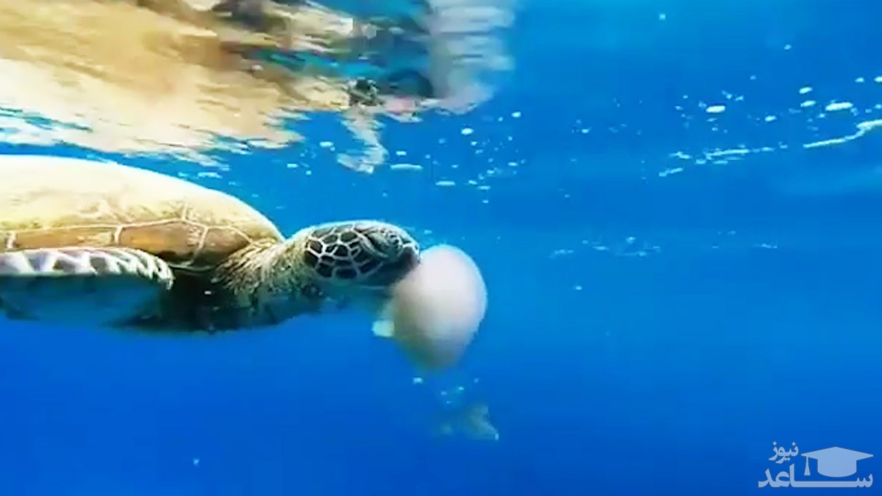 فیلم جذاب از تلاش لاکپشت برای شکار عروس دریایی