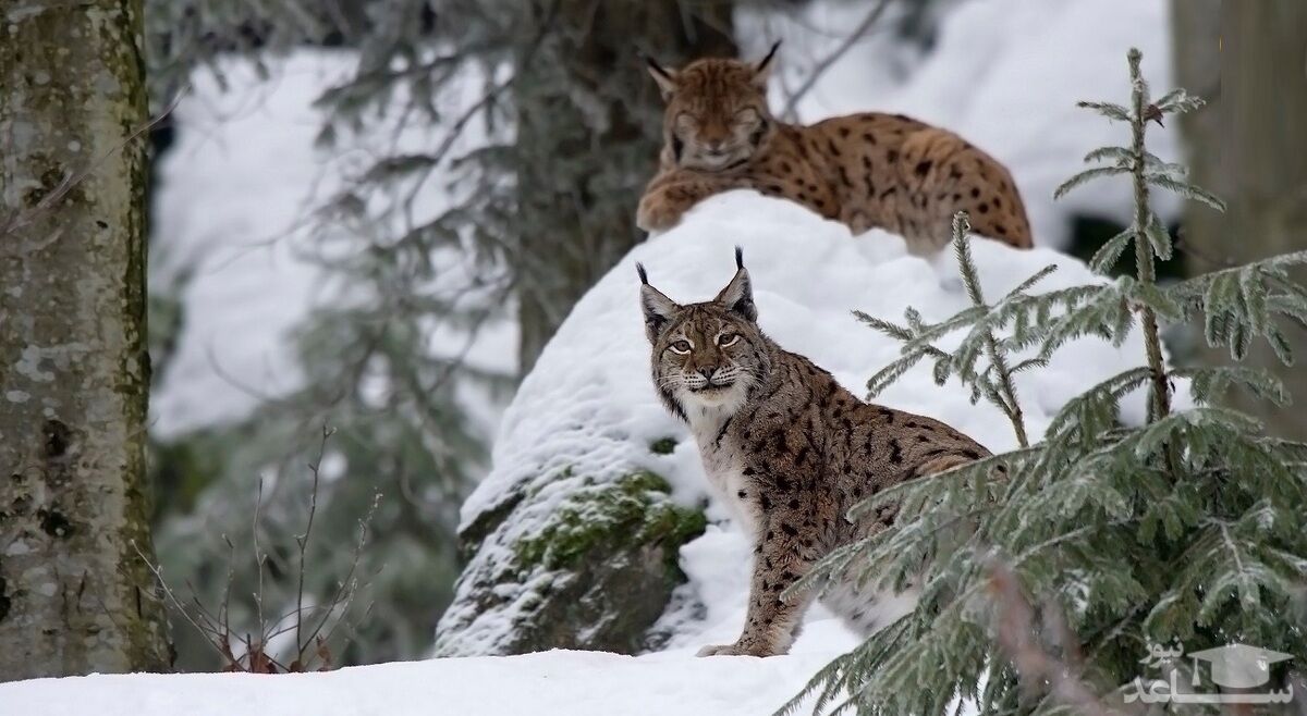 (فیلم) گربه‌ای که گوزن شکار می‌کند!