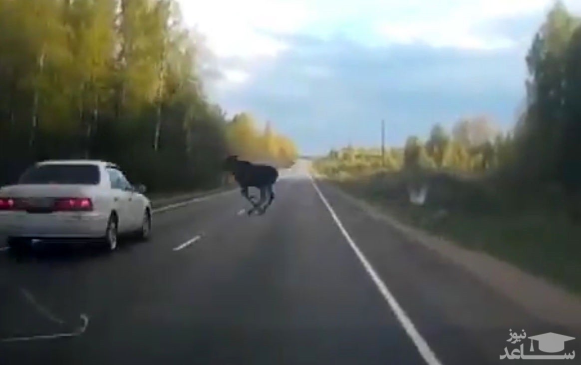 (فیلم) نجات گوزنی که وسط جاده خشکش زده بود