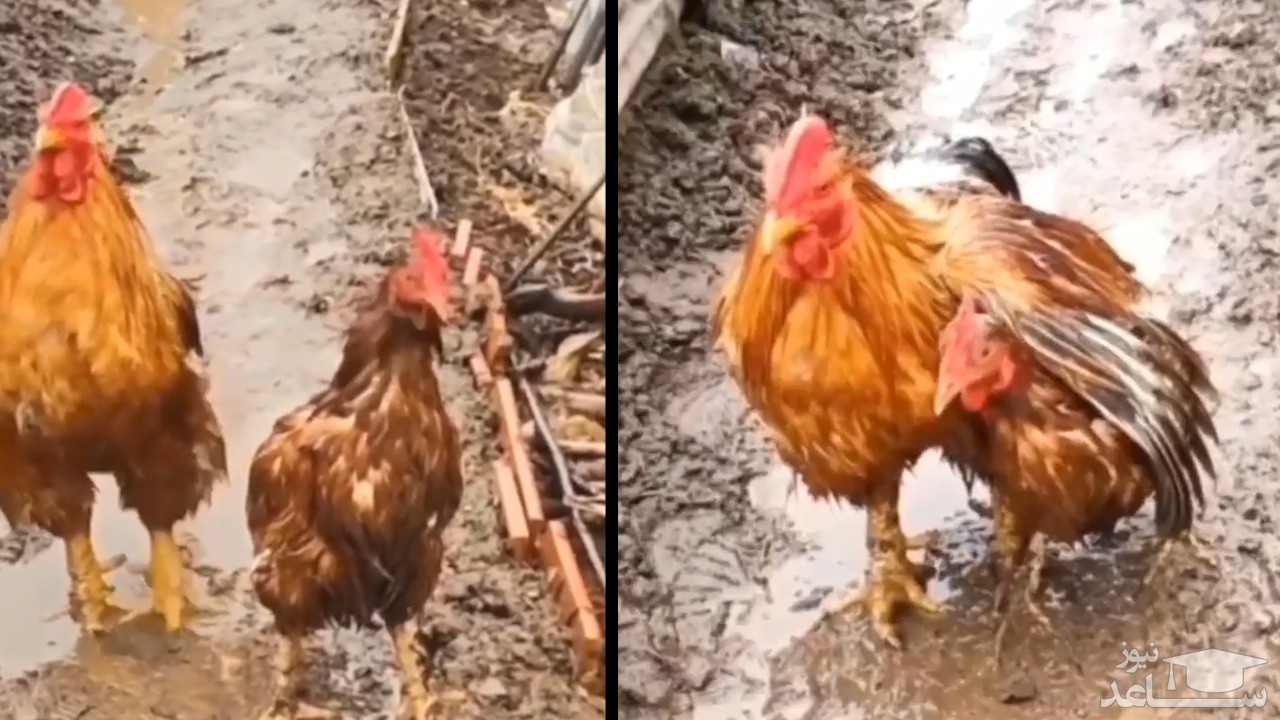 (فیلم) زیباترین و احساسی ترین لحظه بعد از وقوع سیل ازآن این مرغ و خروس سیل زده شد