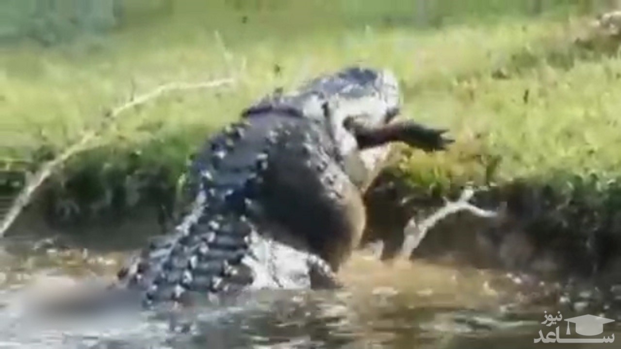 (فیلم) لحظه دردناک بلعیدن بچه تمساح توسط تمساحی غول پیکر 