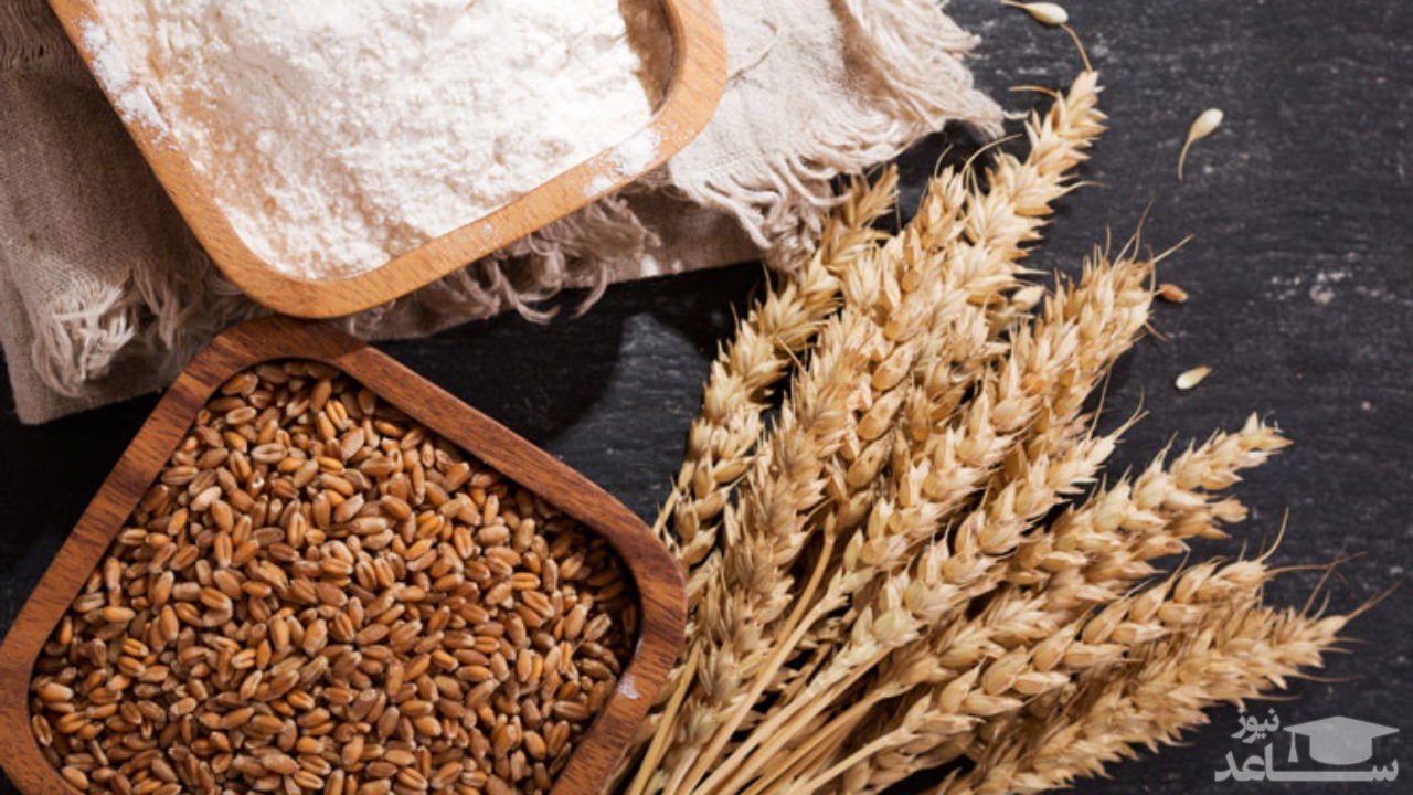 گندم بو داده