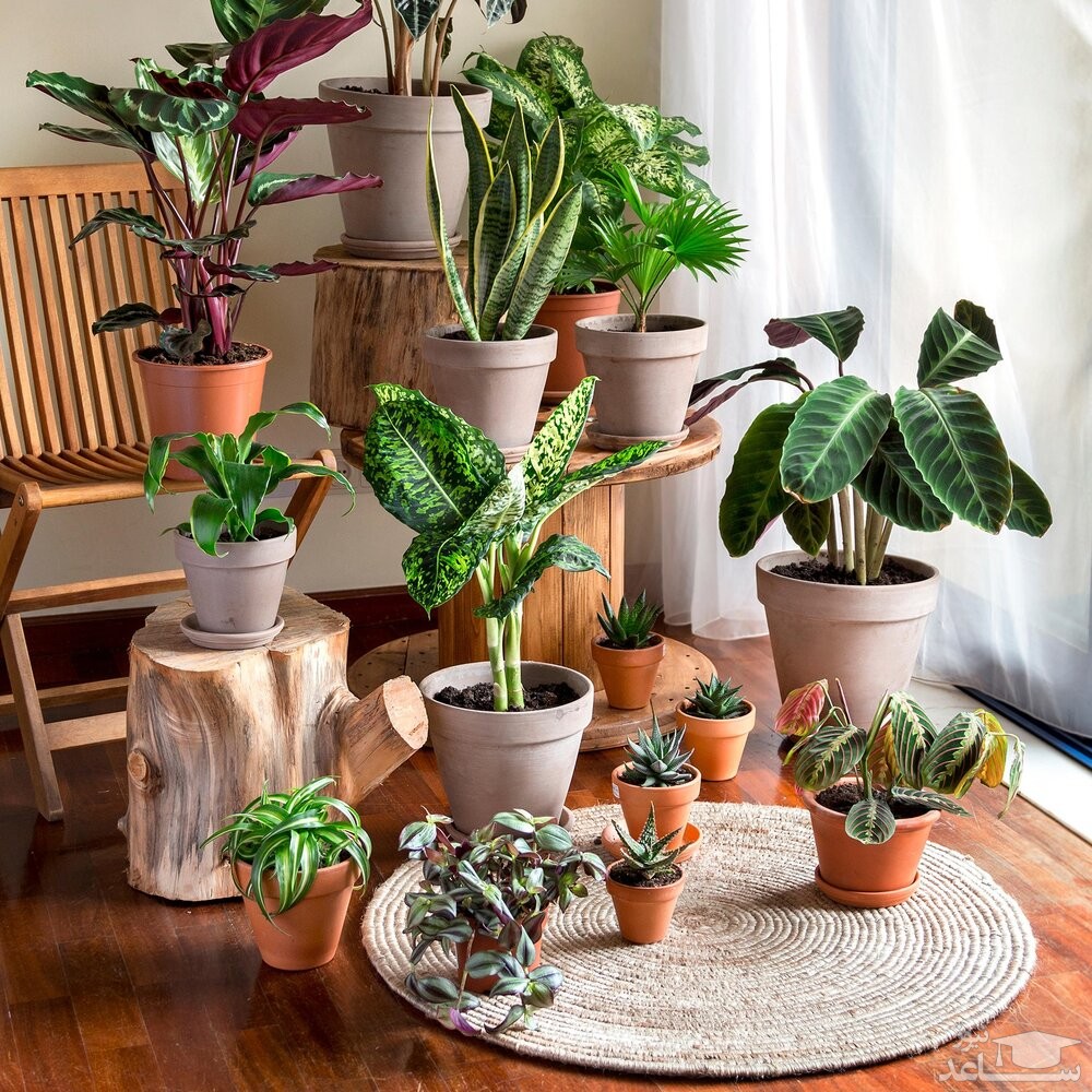 گیاهان آپارتمانی که سمی هستند و برای سلامت شما مضرند + نکات مراقبت