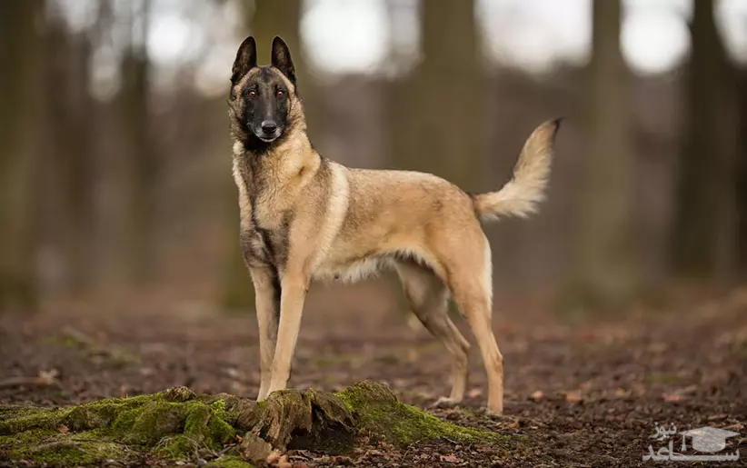 خصوصیات و ویژگی های سگ نژاد مالینویز بلژیکی