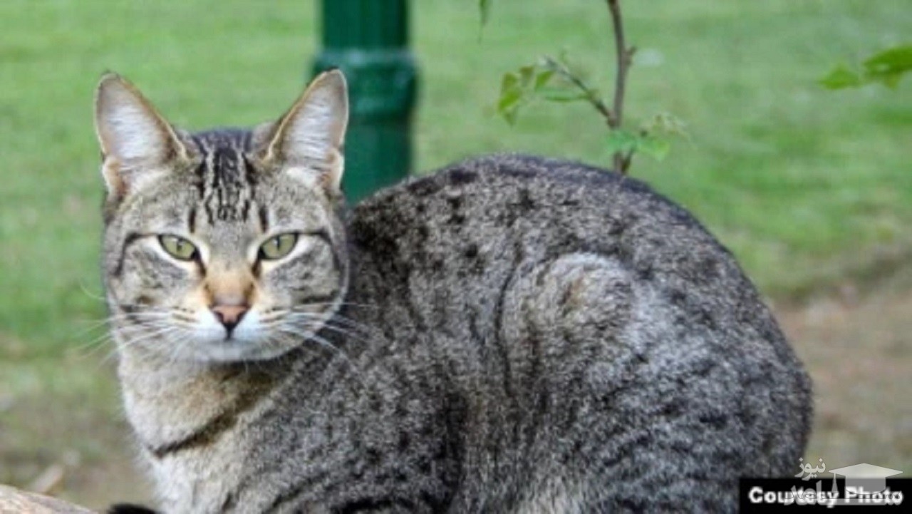 (فیلم) شکستن شیشه پیکان توسط گربه عصبانی