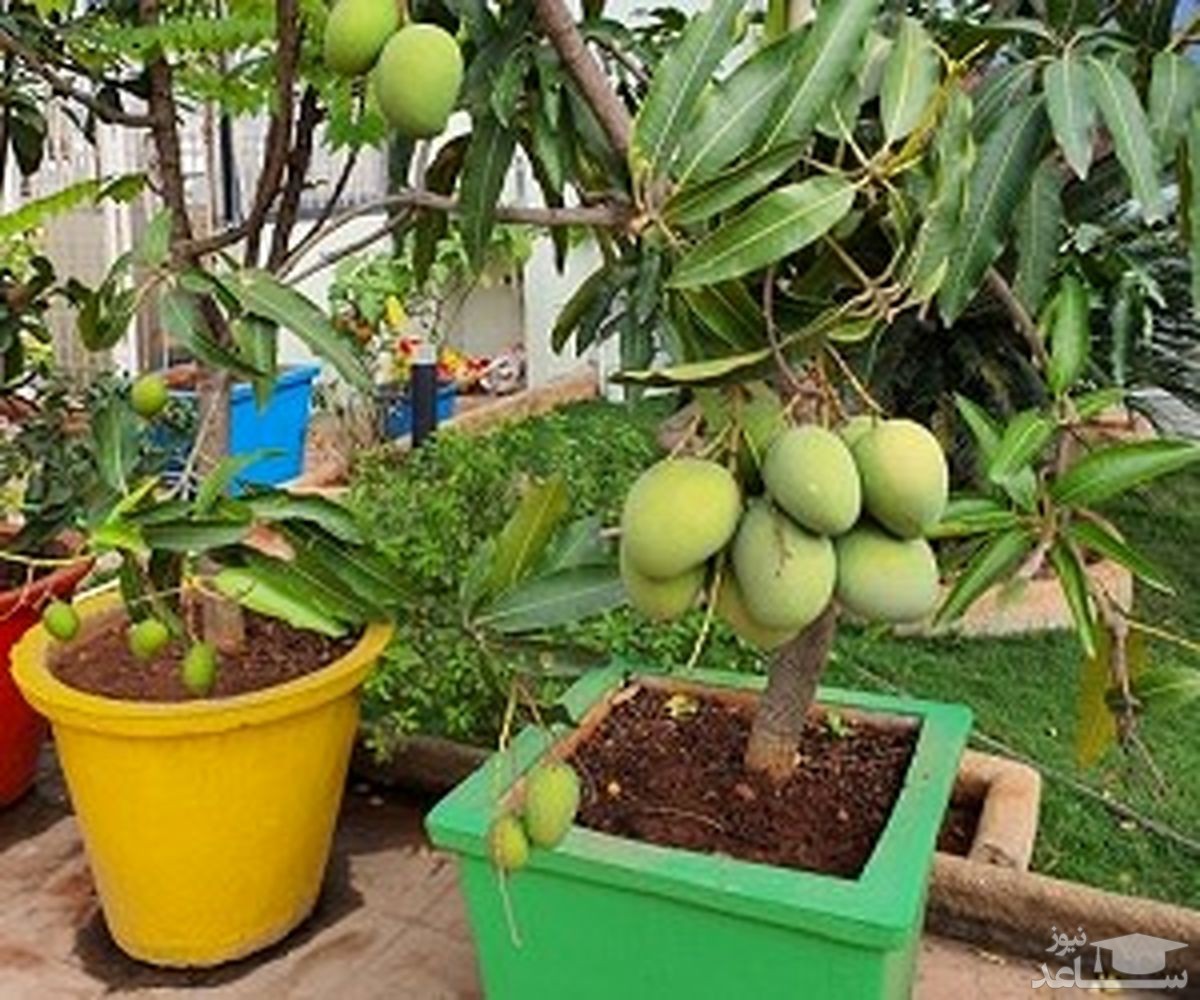 موثرترین روش پرورش و نگهداری از انبه در گلدان