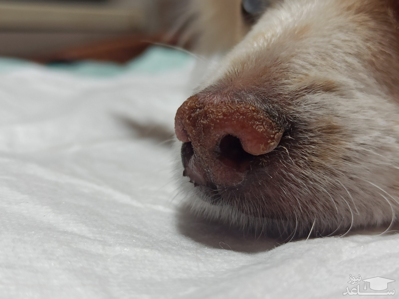 خشکی بینی در سگ