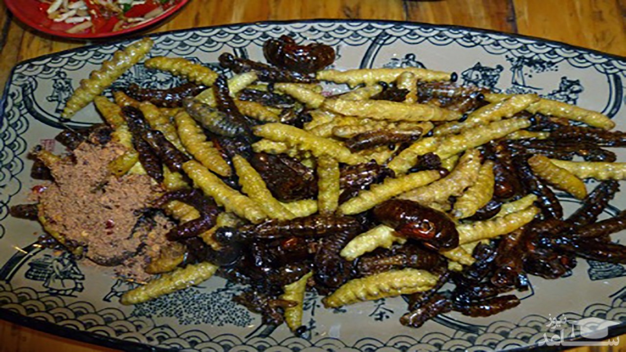 (فیلم) پیش بینی قحطی و تشویق مردم برای خوردن حشرات 