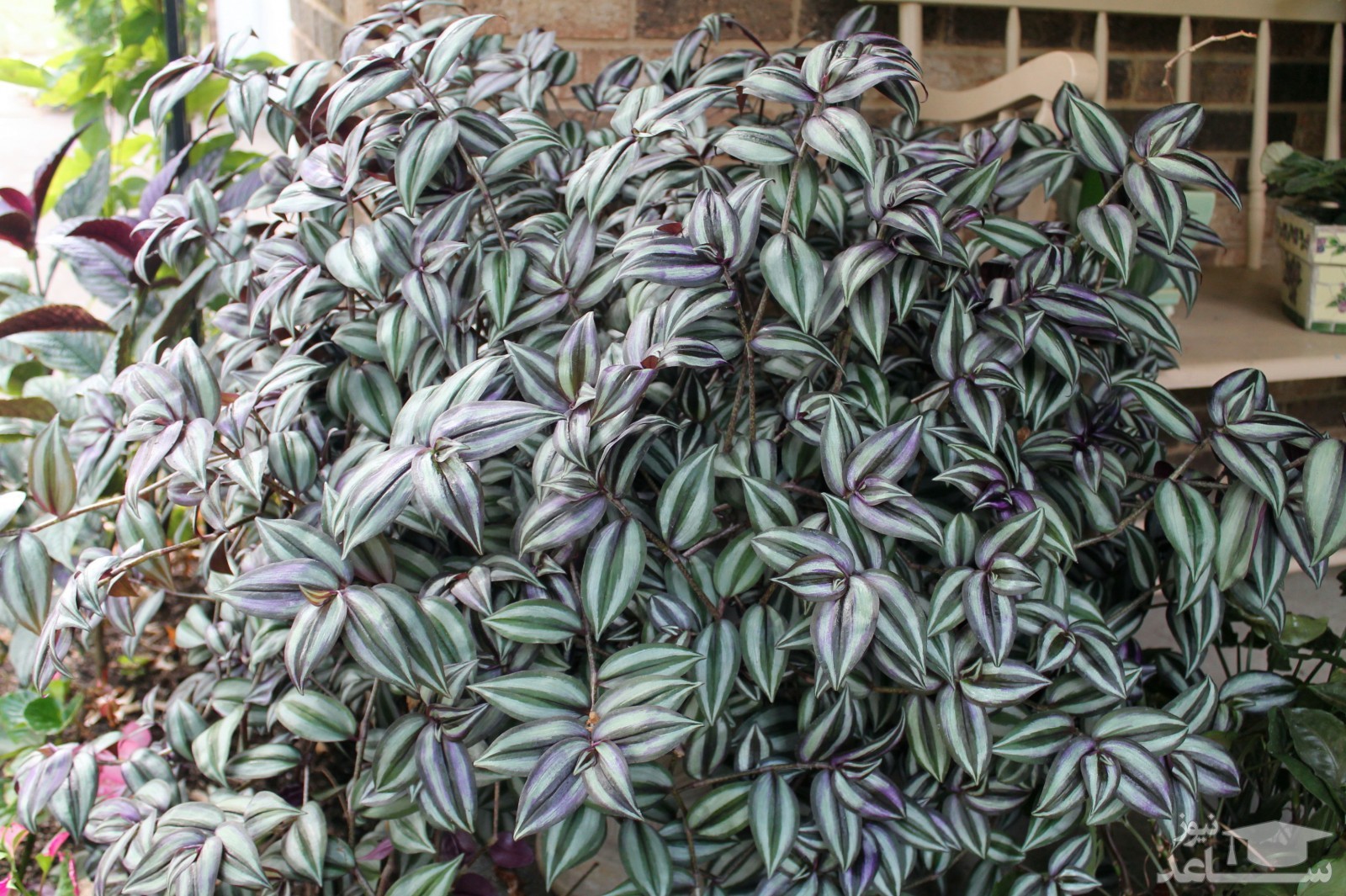 آشنایی با مشکلات و بیماریهای برگ بیدی و راه حل مقابله با آنها: