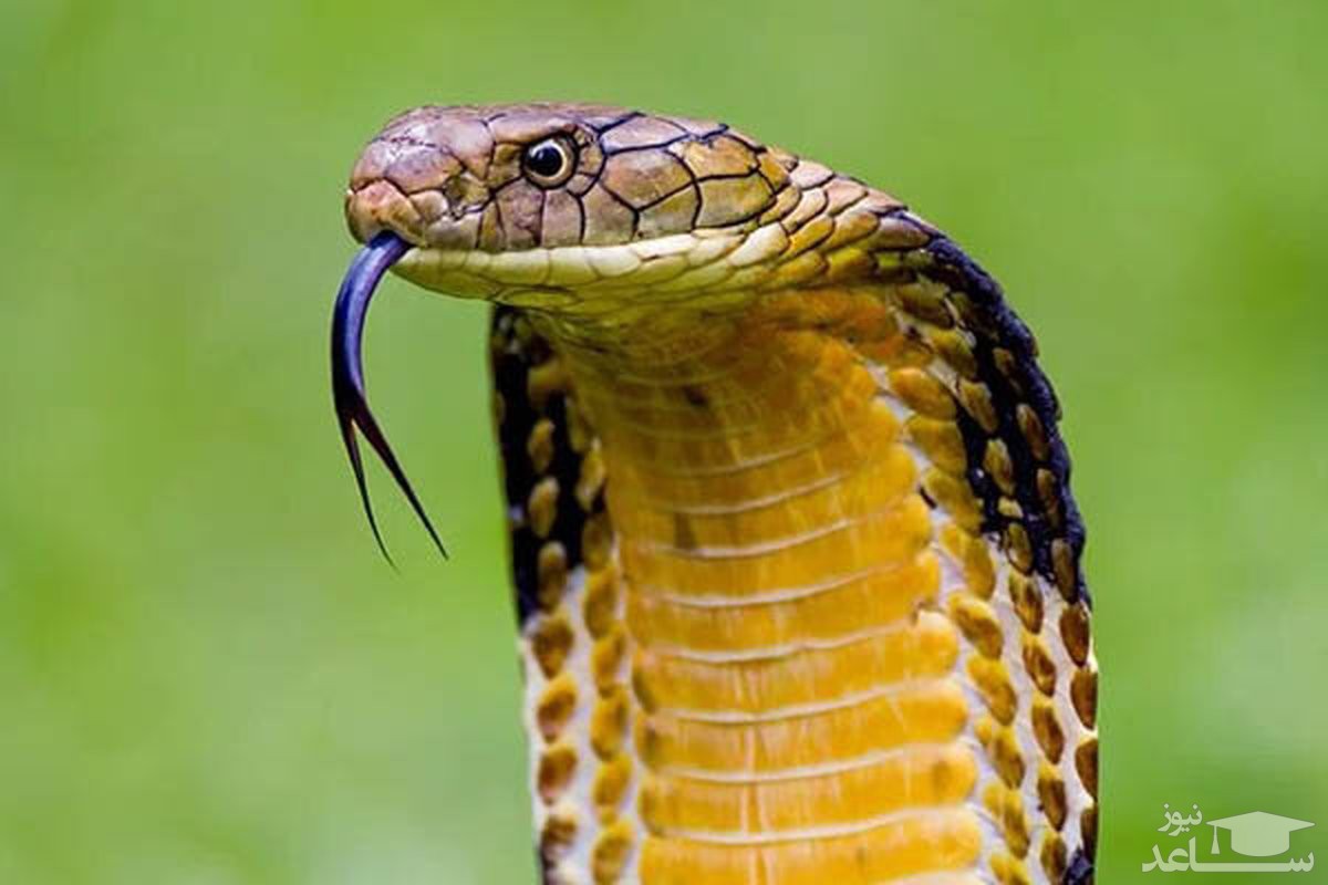 (فیلم) دو مار زنده اسباب بازی یک کودک نوپا!