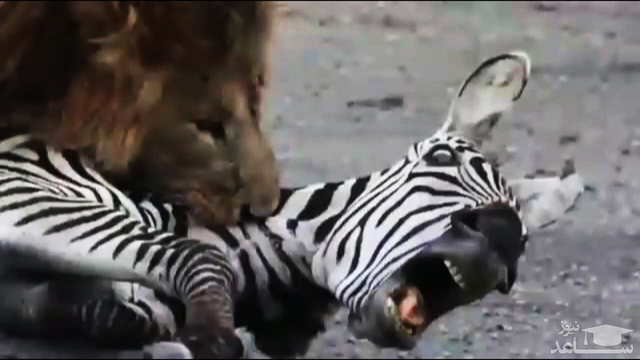 (فیلم) شکار آسان گورخر تنها توسط شیر نر