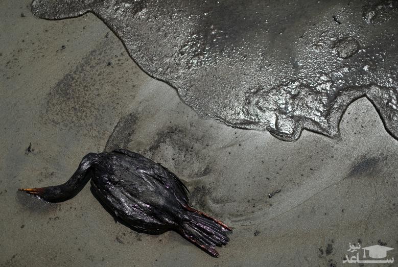 مرگ مرغان دریایی به دلیل آلودگی نفتی سواحل پرو/ رویترز