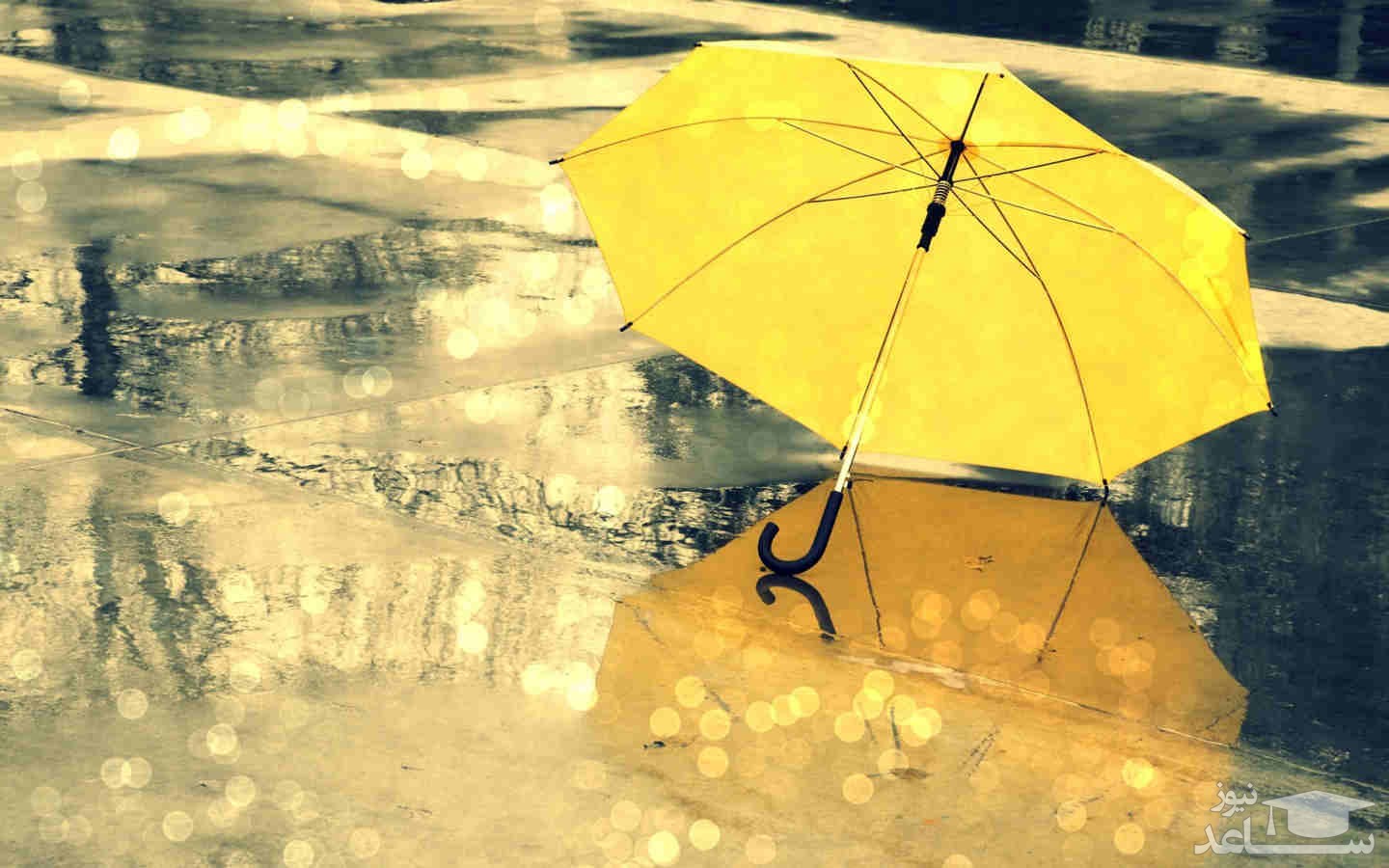 چتر زرد 