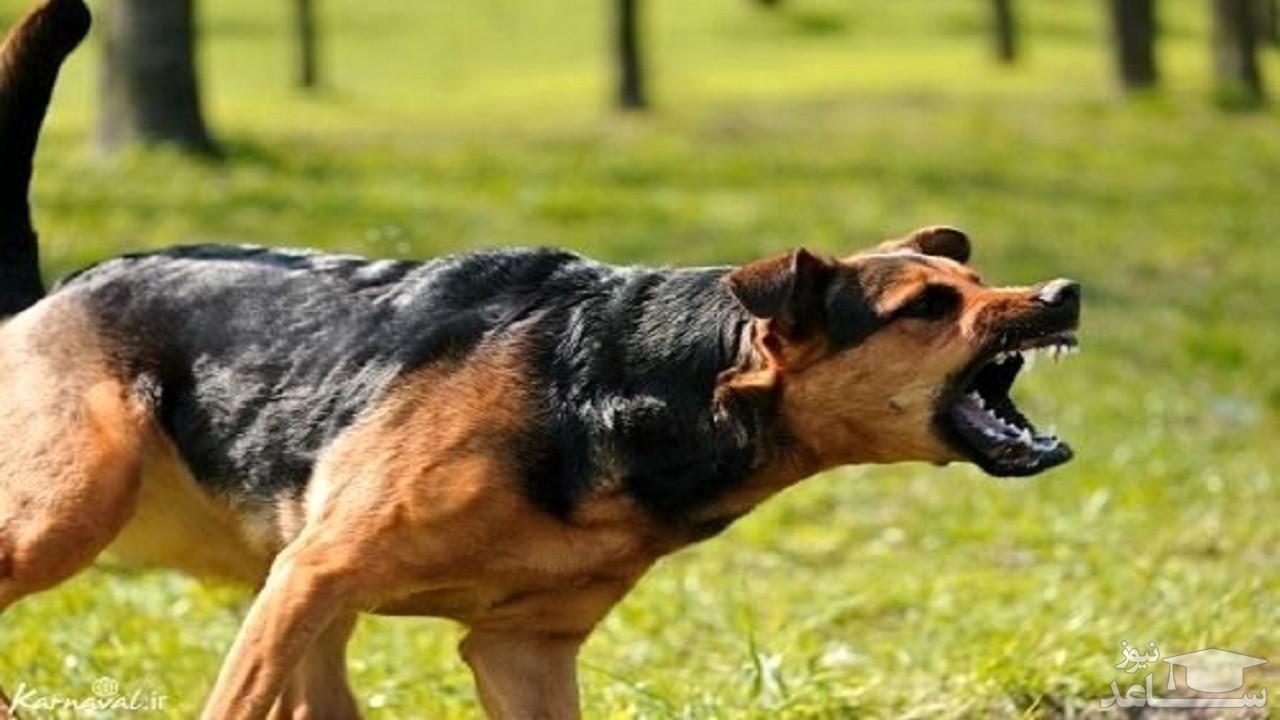 (فیلم) حمله یک سگ ولگرد به شهروندی در استانبول