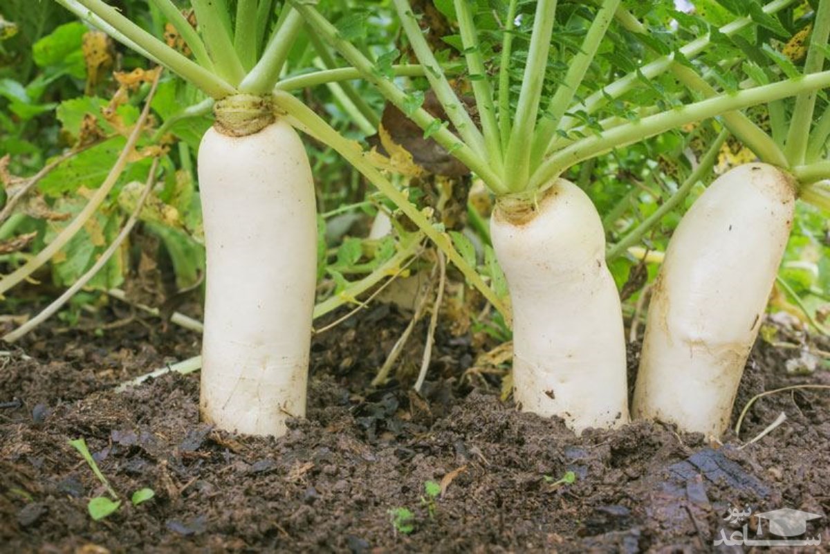 آیا از خواص ترب سفید آشنایی دارید؟