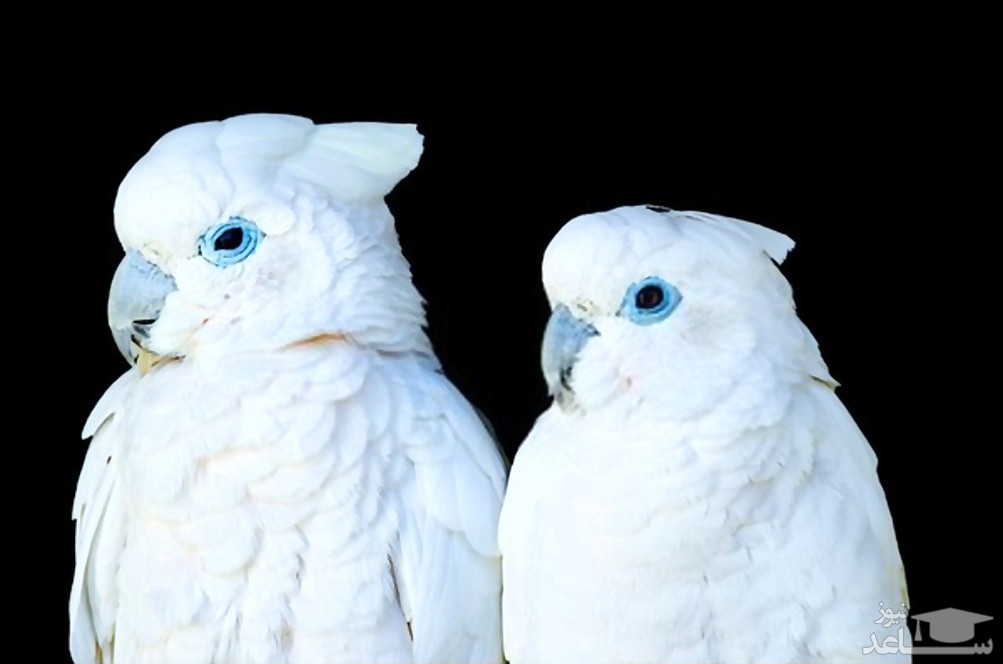 معرفی پرنده زیبای کاکادو دو کروپ یا سالمون