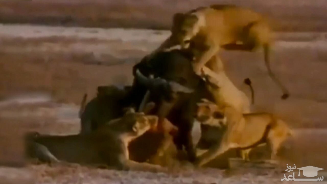 (فیلم) مقاومت دیدنی بوفالو در مقابل گله شیرها