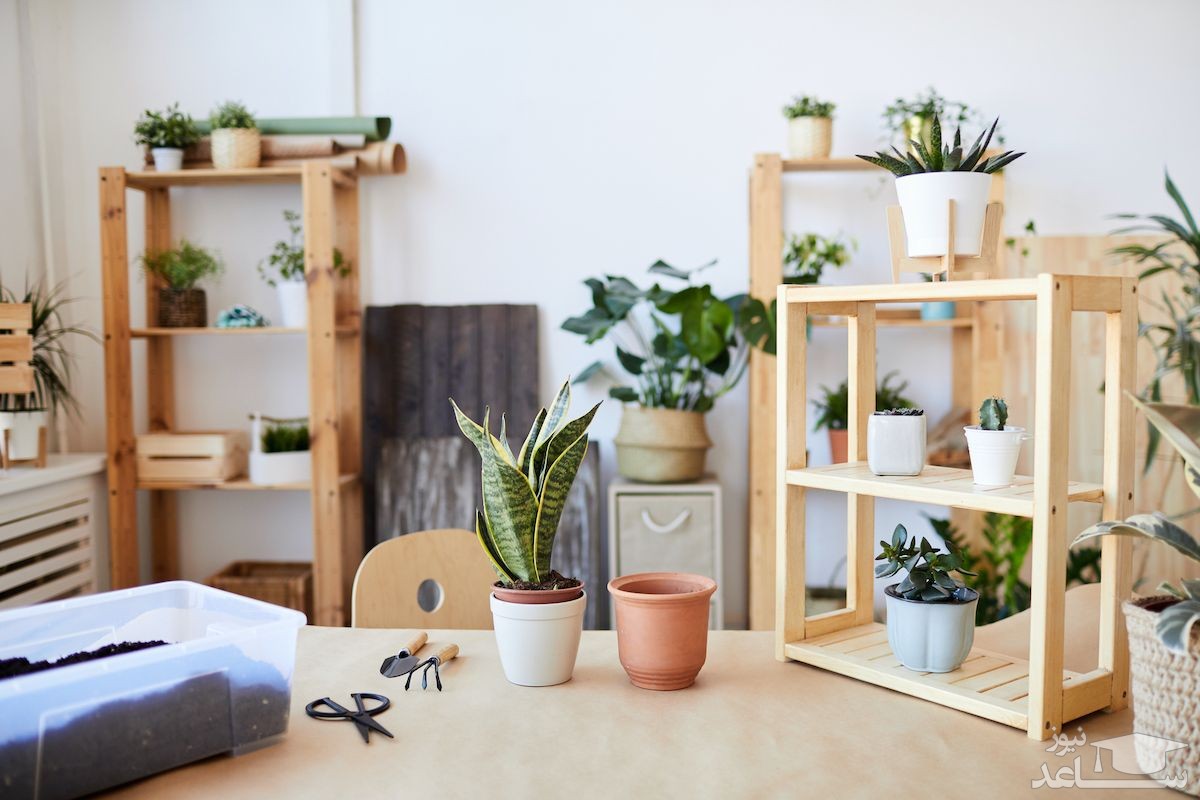 صفر تا صد پرورش و نگهداری سانسوریا در خانه