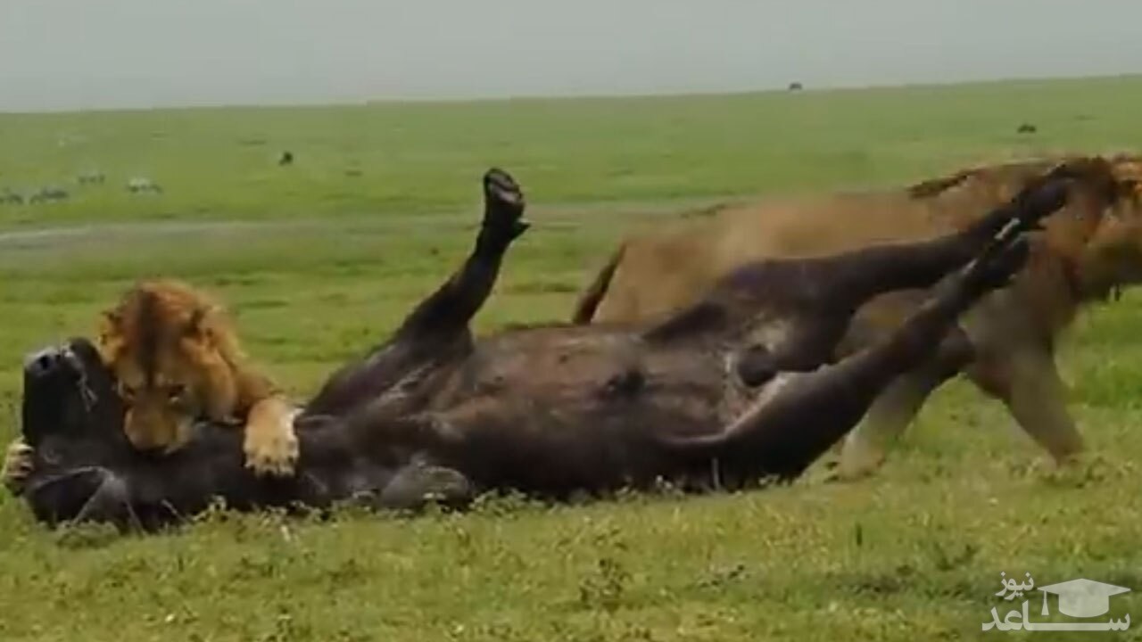 (فیلم) قدرت شیر نر در شکار بوفالو