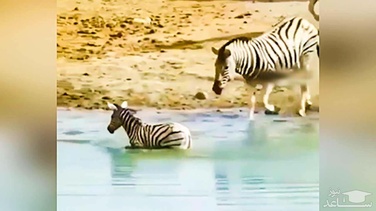 (فیلم) گورخر بی‌ رحمی که سر فرزندش را زیر آب کرد