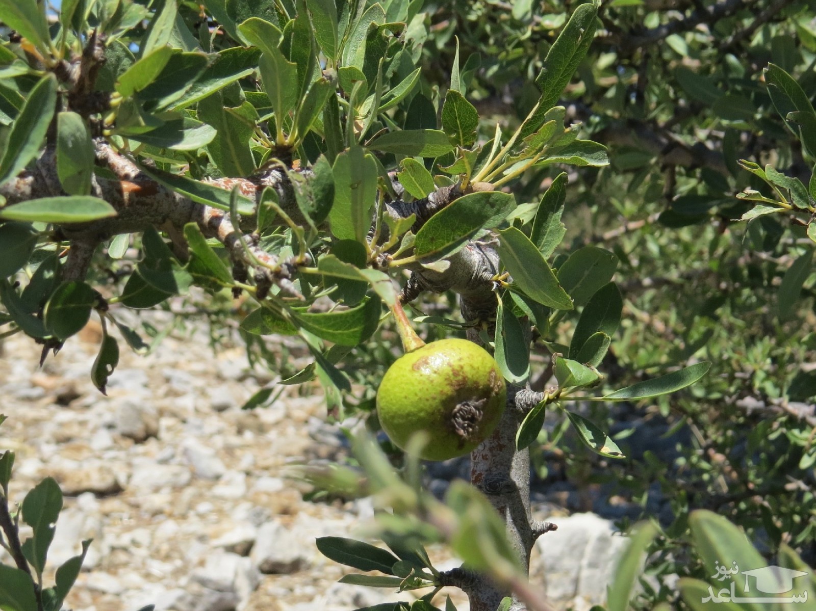 موثرترین روش پرورش و نگهداری از گلابی وحشی