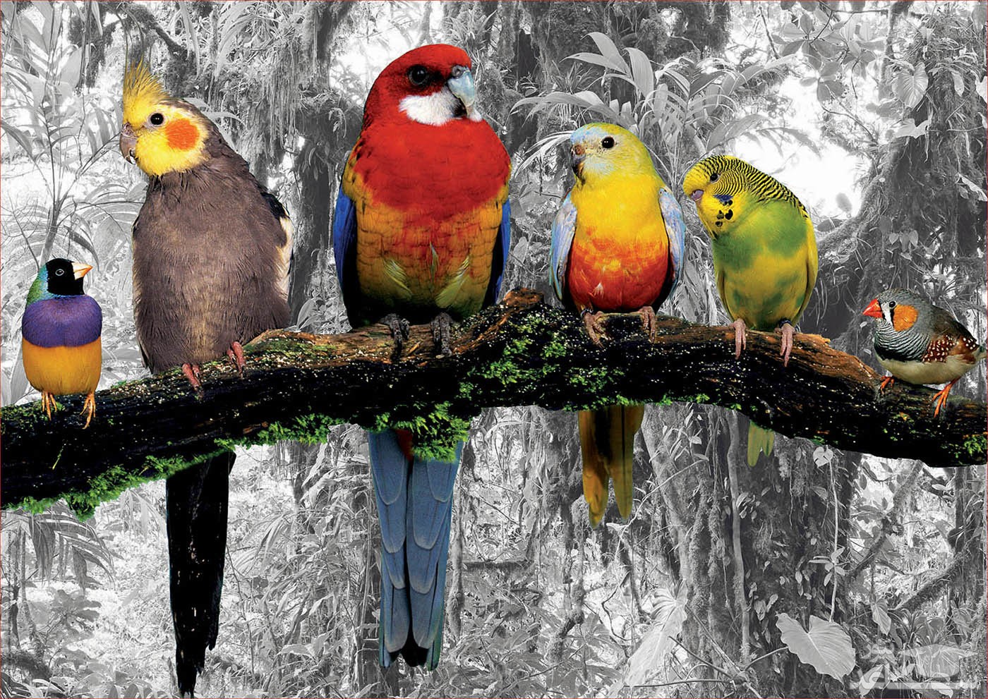 علائم بیماری سینه کاردی در پرندگان و روش های درمان
