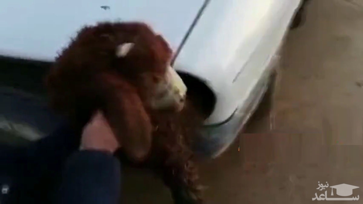 (فیلم) عجیب‌ترین روش قاچاق گوسفند در ترکیه!